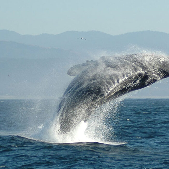 A humpback whale breaching. Photo: Wikimedia Commons