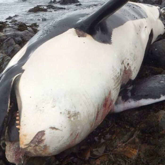 Lulu the killer whale, who washed up on Tiree last year, was full of PCBs. Photo: The Independent