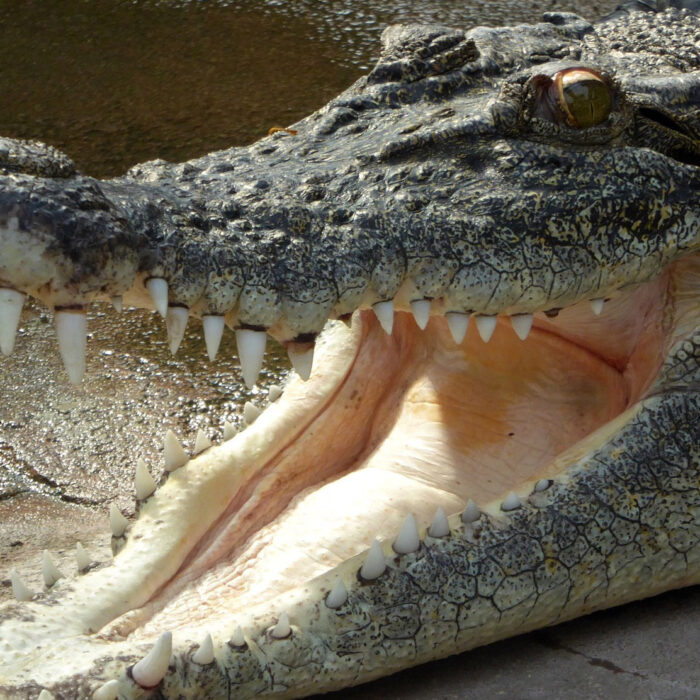 Well, which way will ya have it? Croc or shark? Photo: Pixabay