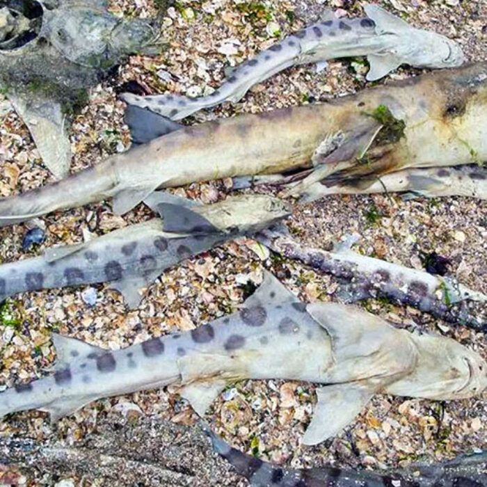 These leopard sharks were found dead on April 26 near Foster City. Photo: Mark Okihiro/The Mercury News
