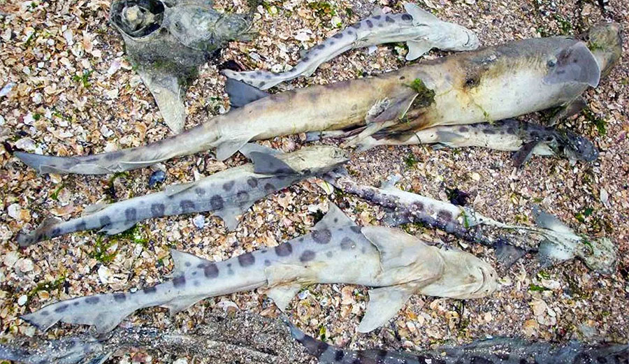 These leopard sharks were found dead on April 26 near Foster City. Photo: Mark Okihiro/The Mercury News
