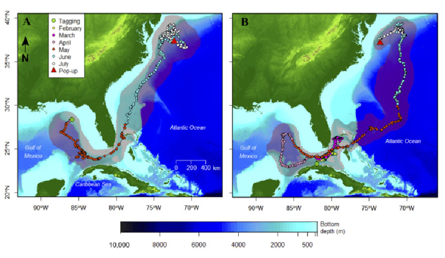 Maximum likelihood tracks for two longfin makos and the locations where they were. tagged and where their pop-up tags were released: (A) the first longfin mako, LFM1, was tagged April 28, 2012 off northwest Florida; and (B) the second longfin mako, LFM2, was tagged February 14, 2015 off Cojimar, Cuba. Fish. Bull. 115:104/Mote Marine Laboratory.
