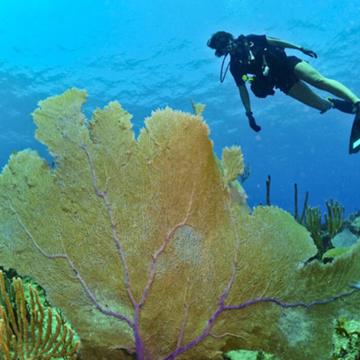 U.S. Navy diver off the coast of Guantanamo Bay, Cuba. Photo: MC2 Kori Melvin, U.S. Navy/Wikipedia
