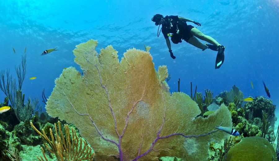 U.S. Navy diver off the coast of Guantanamo Bay, Cuba. Photo: MC2 Kori Melvin, U.S. Navy/Wikipedia
