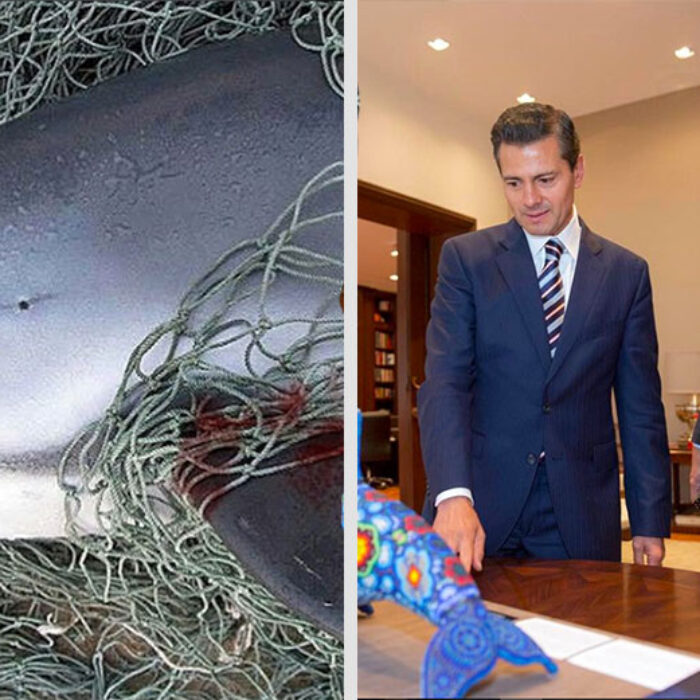 Can Leonardo DiCaprio save the vaquita porpoise?