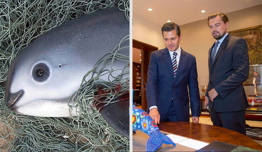 Can Leonardo DiCaprio save the vaquita porpoise?