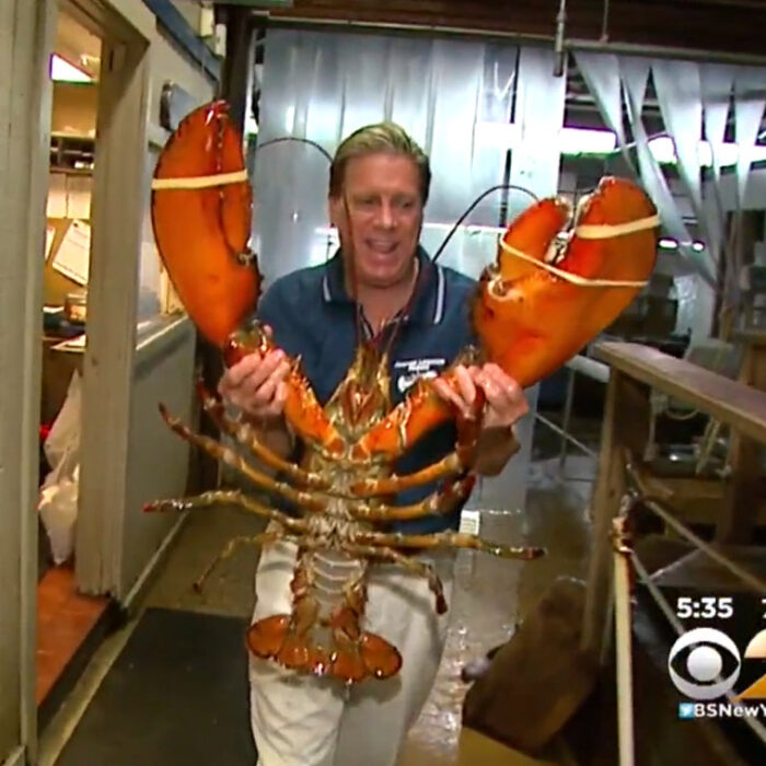 Now, that's a lobster. A 23-pound one, to be exact. Photo: CBS News