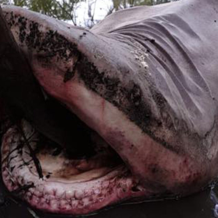 Bullshark in a river in Kennebunk, TX. Photo: FB/Bailey Juarez