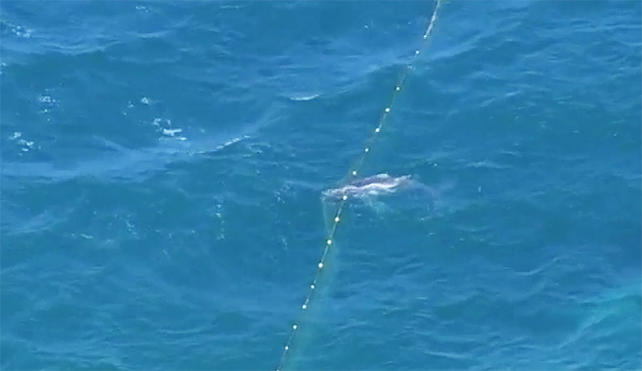 A humpback whale and her calf were caught in shark nets off Kurrawa Beach on Saturday. While the mother lived, the calf didn't. Image: Yahoo 7