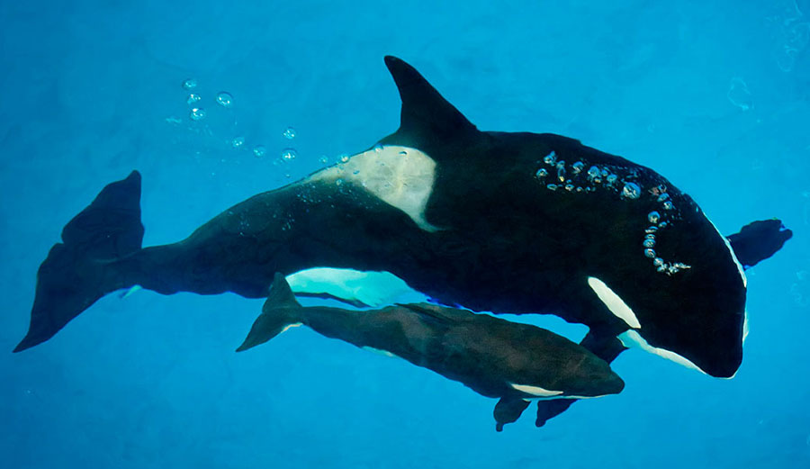 Kyara, the last orca whale born in SeaWorld captivity, died on July 24th. Photo: SeaWorld