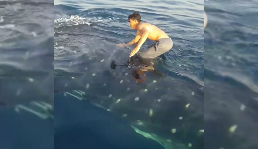 Video of Fisherman Surfing Whale Shark Sparks Shit Storm | The Inertia