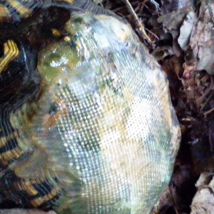 This little guy has a fiber glass shell, and a good friend in Dr. Moore. Photo: Hocking Hills Animal Clinic Facebook