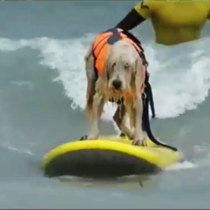 Dogs maybe aren't meant to surf. It's possible. Image: YouTube/JuiceWhale
