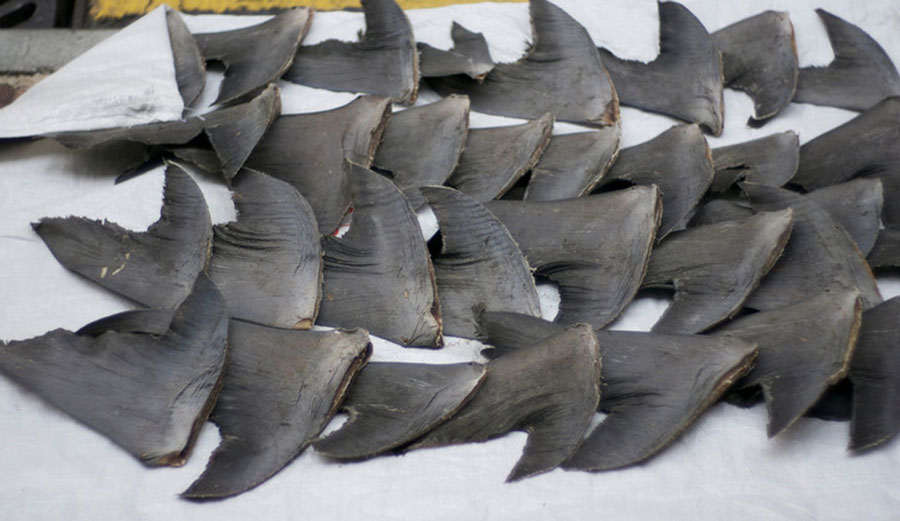 Fresh shark fins drying on a sidewalk in Hong Kong. Demand for shark fins, considered a delicacy by many Asians, is a major driver of overfishing. Image: Nicholas Wang/Flickr, CC BY-SA