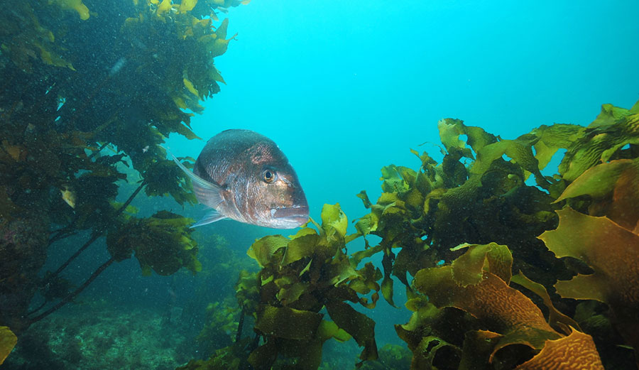 A haven for fish. Photo: Daniel Poloha/shutterstock.com