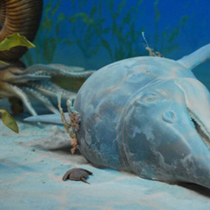Holmzaden ichthyosaurs died off at the beginning of the Cretaceous-Paleogene extinction pulse. Image: Utah Museum