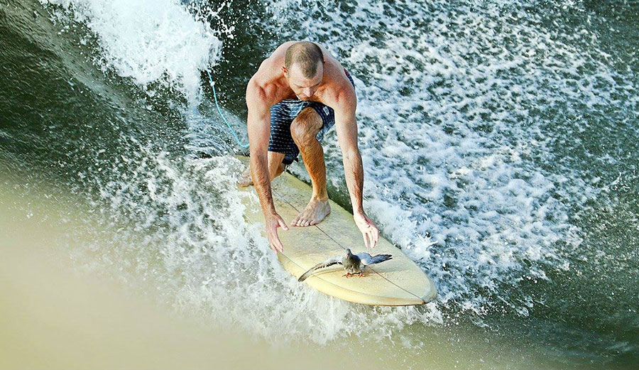 Cheater five feathers. Photo: Steve Young