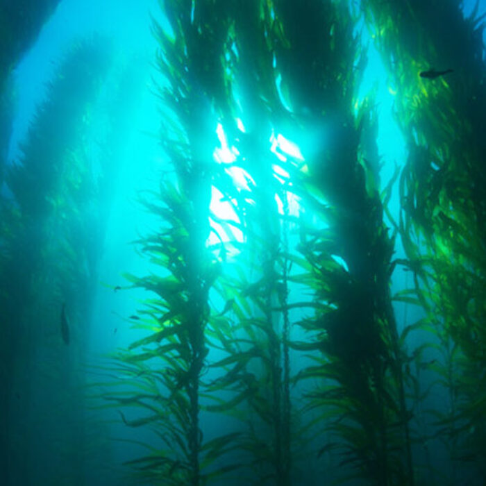 Giant kelp can grow up to 60cm a day, given the right conditions. Photo: Joe Belanger/shutterstock.com