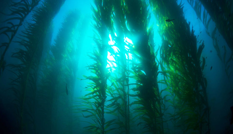 Giant kelp can grow up to 60cm a day, given the right conditions. Photo: Joe Belanger/shutterstock.com