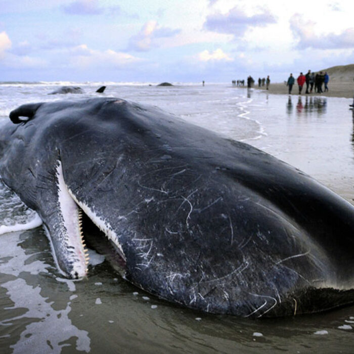 A study is now proposing that the solar storms that cause the northern and southern lights (aurora) could be to blame for the ill-fated whales ending up on the beaches. Photo: IBTimes
