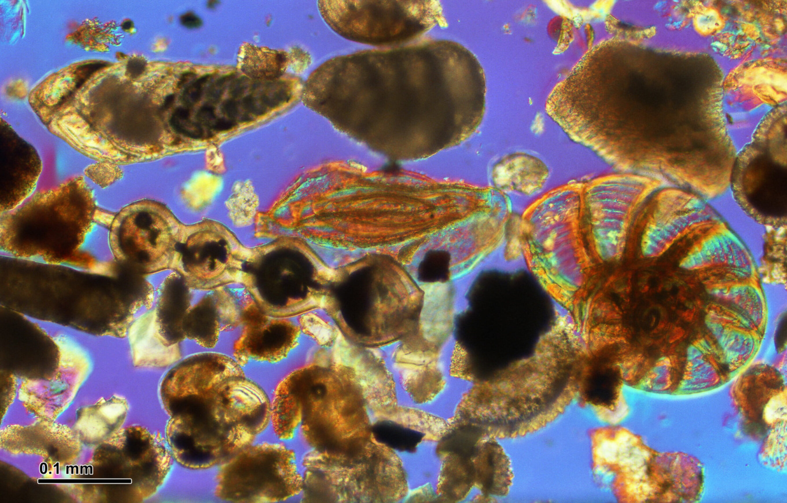 Foraminifera are tiny animals that live at the ocean surface. 