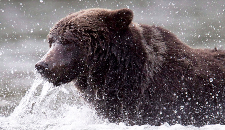 A grizzly bear fishes for his lunch along a river in Tweedsmuir Provincial Park near Bella Coola, B.C., in 2010. Photo: THE CANADIAN PRESS/Jonathan Hayward)