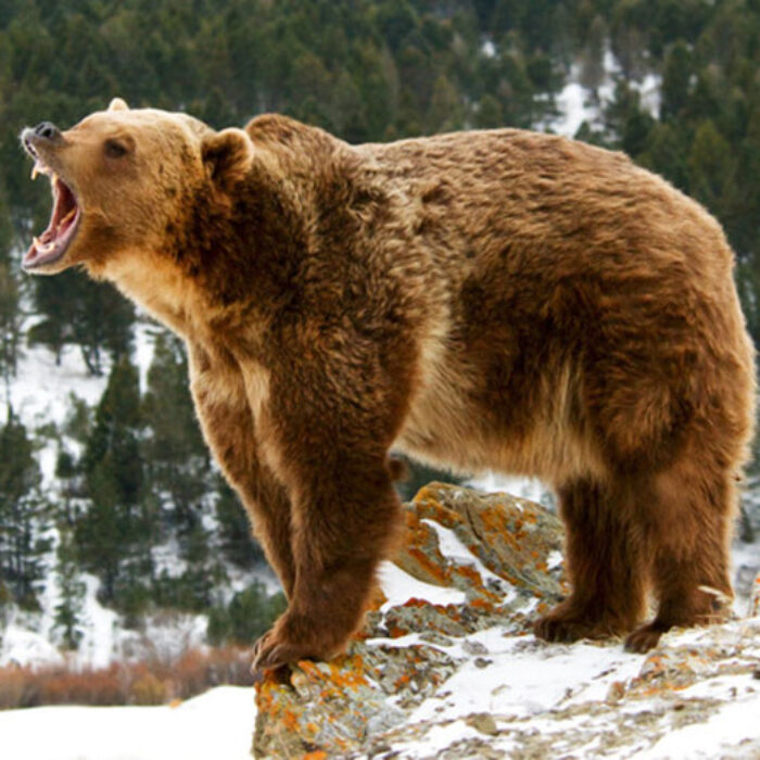 Grizzly trophy-hunting is at the heart of a ferocious debate in North America. Photo: Shutterstock