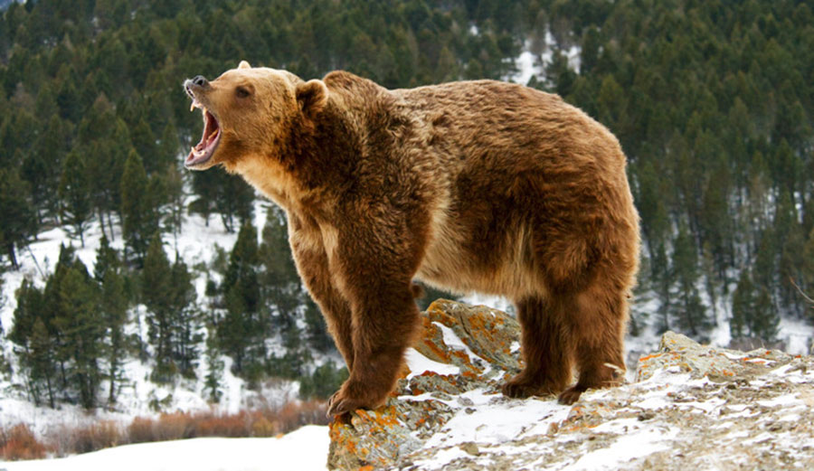Grizzly trophy-hunting is at the heart of a ferocious debate in North America. Photo: Shutterstock