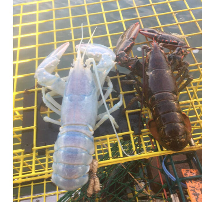 A lobsterman from Maine pulled in a very strange lobster–it was nearly translucent.