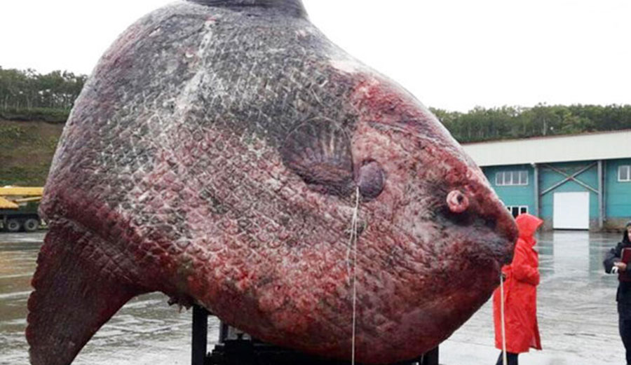 Russian fishermen haul in 1.2 ton moonfish, then let it rot. Photo: CEN