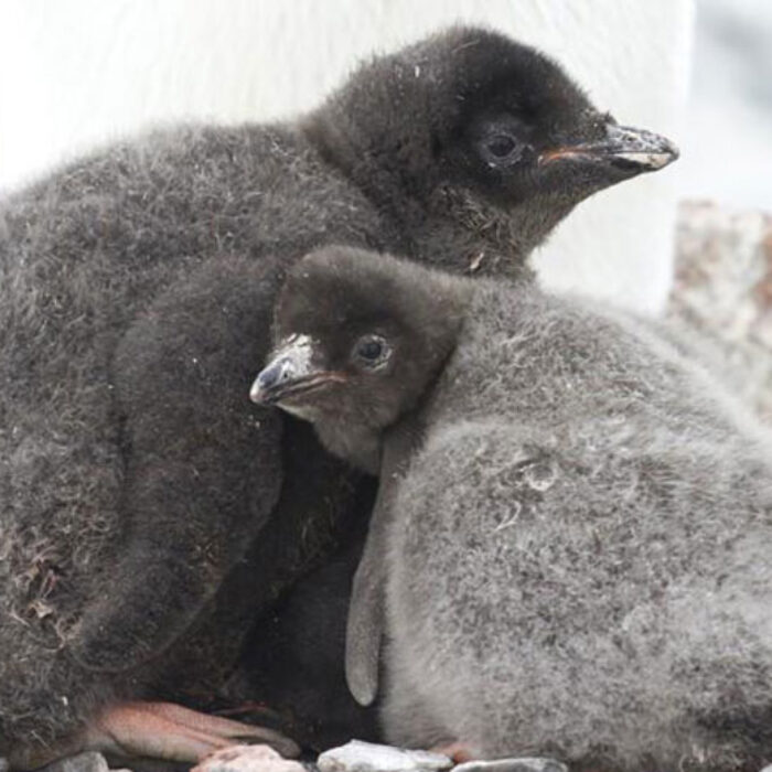 All but two of the Adelie penguin chicks died in the East Antarctica colony. Photo: Nat Geo