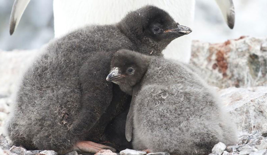 All but two of the Adelie penguin chicks died in the East Antarctica colony. Photo: Nat Geo