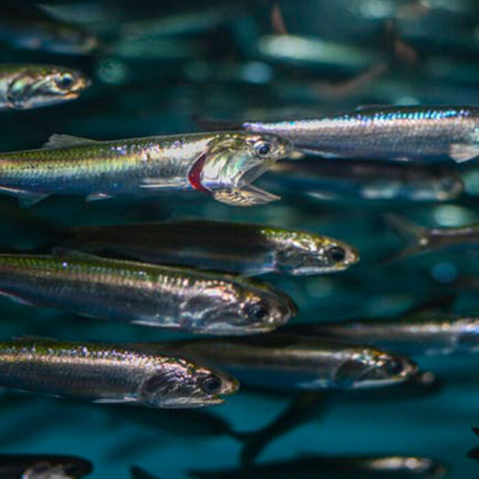 Schooling Northern anchovies. Image: Matthew Savoca, CC BY-ND
