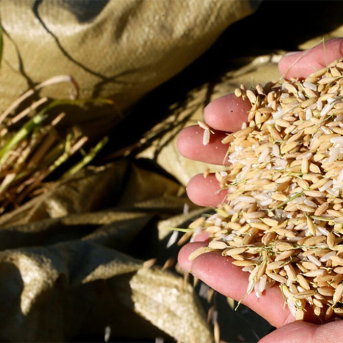 The new rice is a result of decades of research. Image: South China Morning Post