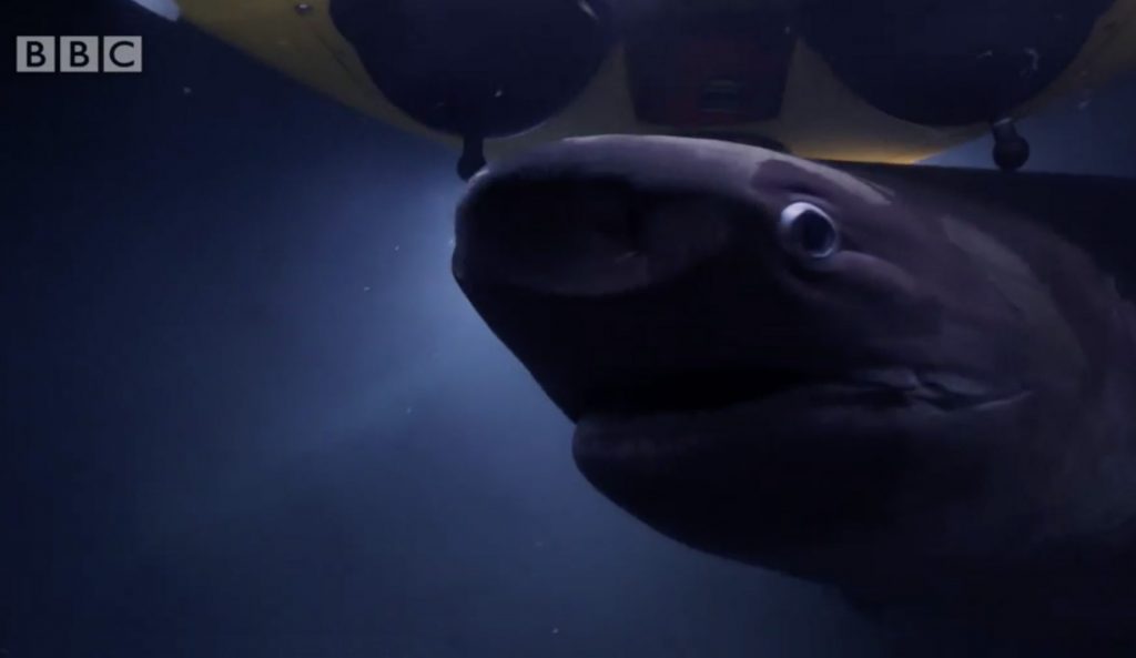 Sharks Attack Submarine Below Surface During Blue Planet Ii Filming