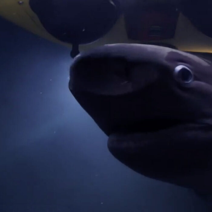 Six Gill sharks attack submarine Blue Planet