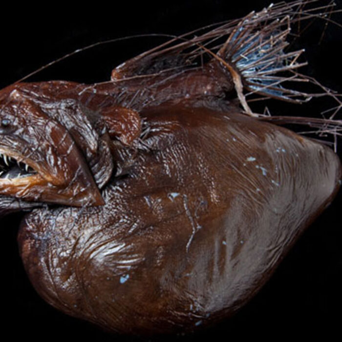 We've found this weird thing. Imagine how many other weird things there are! Photo: London Natural History Museum