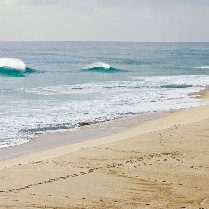 Martha Island. Photo: Sean Davey