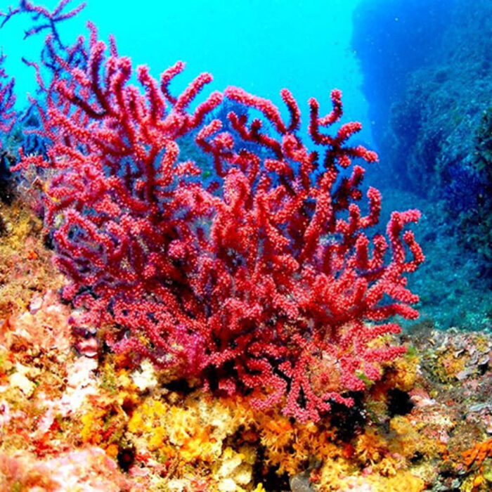 Death is not becoming of a reef this pretty. Image: Wikimedia Commons