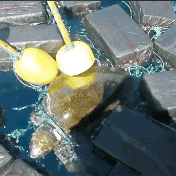 The Pablo Escobar of sea turtles.