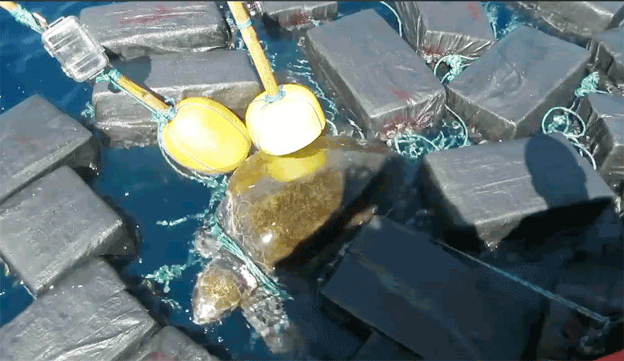 The Pablo Escobar of sea turtles.