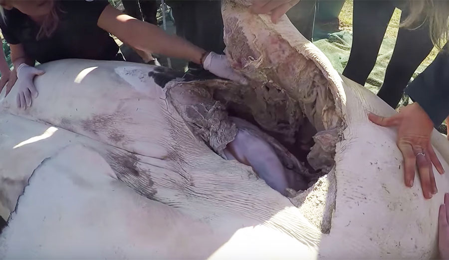 All three sharks were missing their livers, while one was also missing its heart.