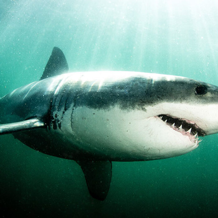 More time in the water=more shark attacks.