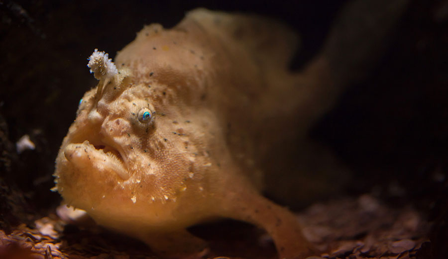 What other weird creatures are waiting to be discovered? Shutterstock