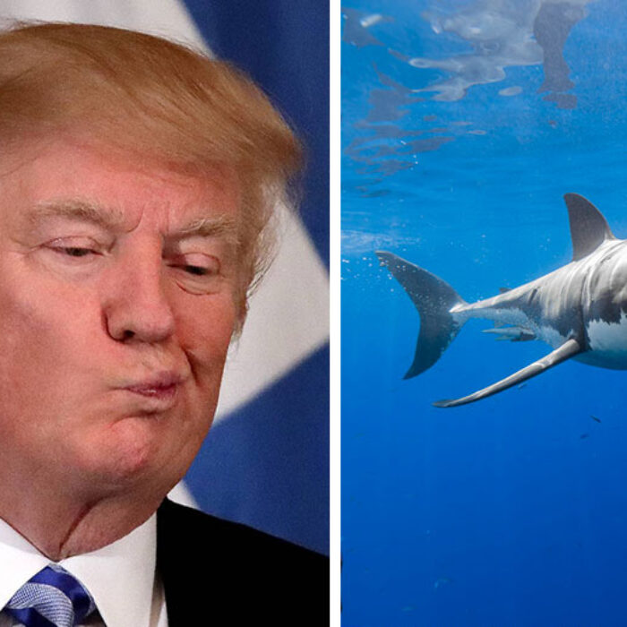 Trump: "I hate sharks!" World: "Let's help sharks!"