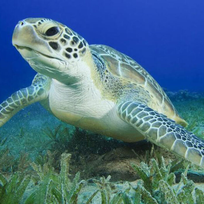 Good chance that's a female. Photo: Nat Geo Kids