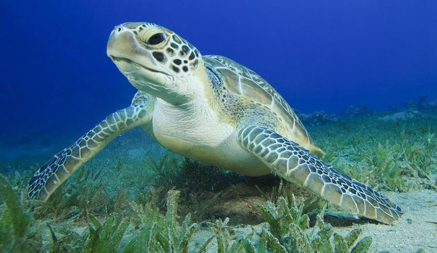 Good chance that's a female. Photo: Nat Geo Kids