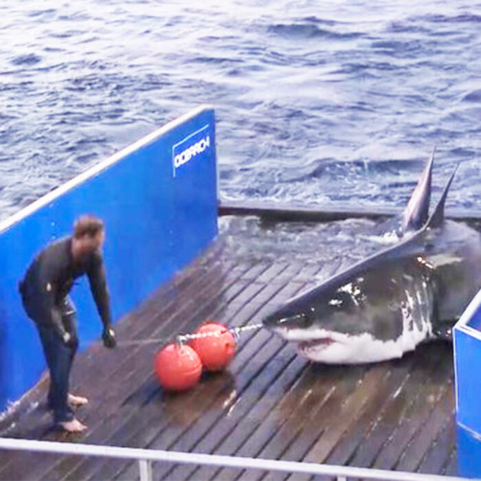 Mary Lee, a great white shark with 130,000 Twitter followers, has disappeared. Photo: Ocearch