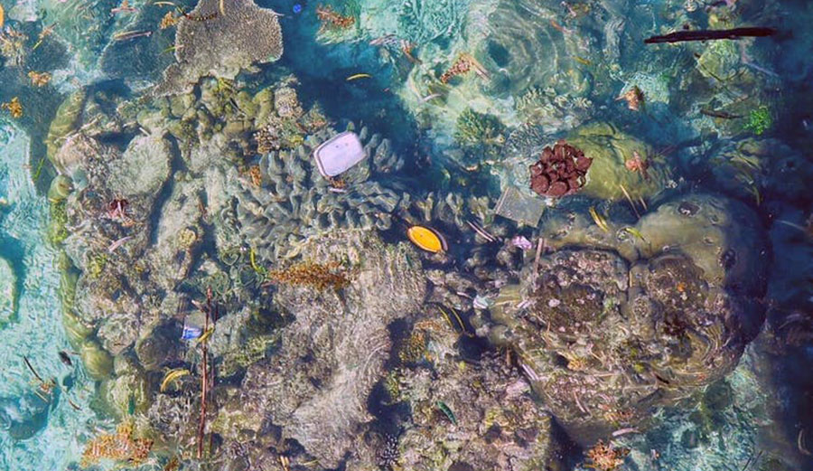 Plastic debris floating over corals. Image: Kathryn Berry