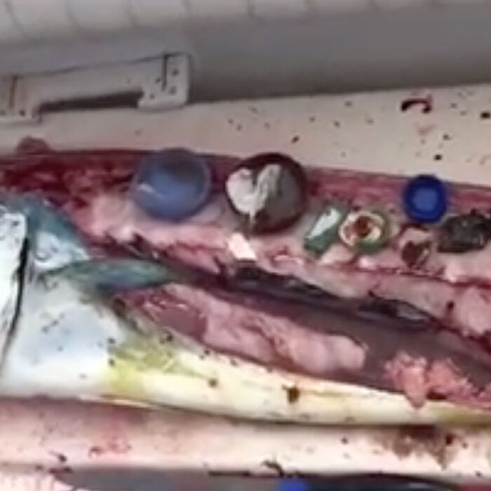 Click on the image to be redirected to a video. Photo: Screenshot/Daily Mail